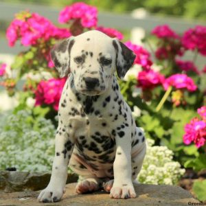 Cleo, Dalmatian Puppy