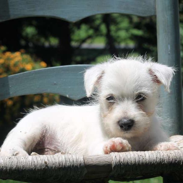 Cliff, West Highland Terrier Puppy