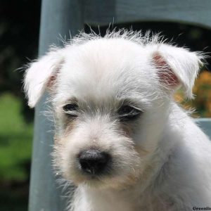 Cliff, West Highland Terrier Puppy