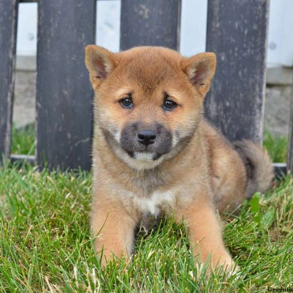 Clifford, Shiba Inu Puppy