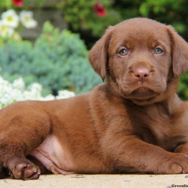 Clifford, Labrador Retriever-Chocolate Puppy