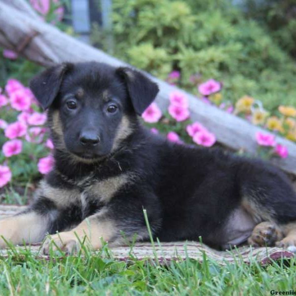 Clifford, German Shepherd Puppy