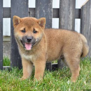 Clifford, Shiba Inu Puppy