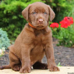 Clifford, Labrador Retriever-Chocolate Puppy