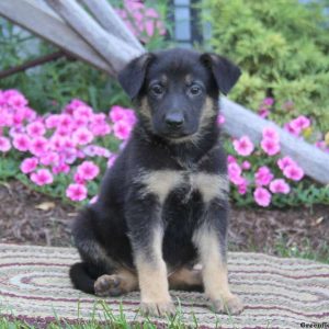 Clifford, German Shepherd Puppy