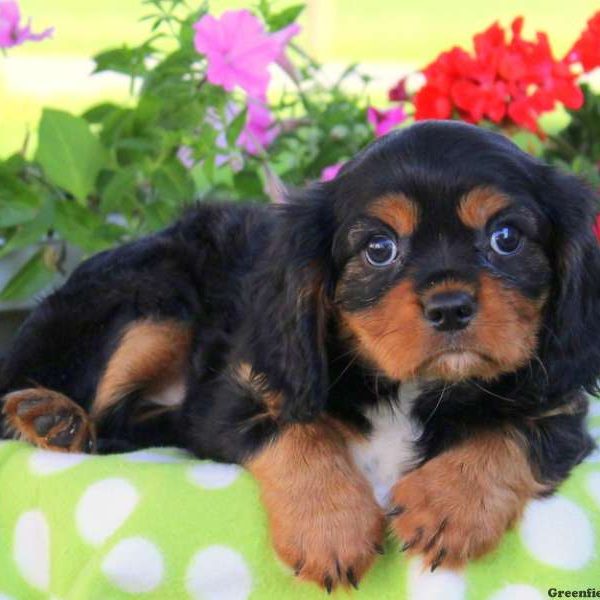 Clint, Cavalier King Charles Spaniel Puppy