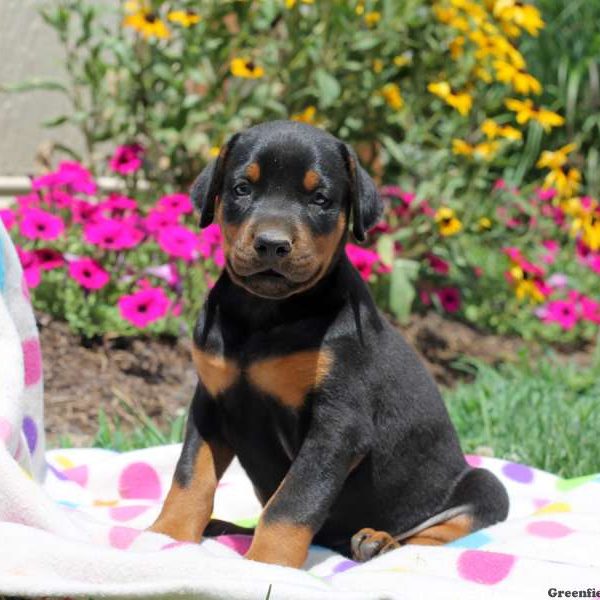 Clint, Doberman Pinscher Puppy