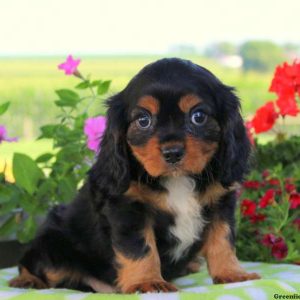 Clint, Cavalier King Charles Spaniel Puppy