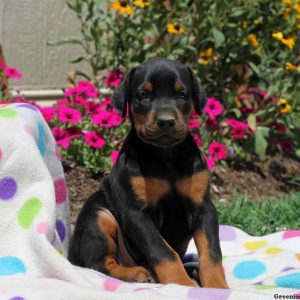 Clint, Doberman Pinscher Puppy