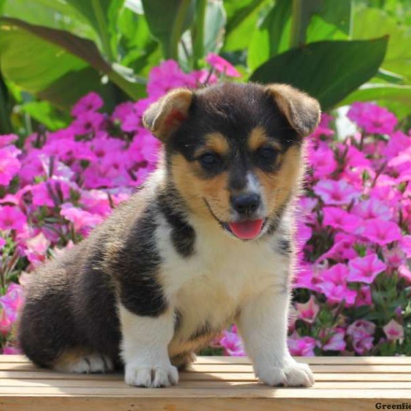 Clipper, Pembroke Welsh Corgi Puppy