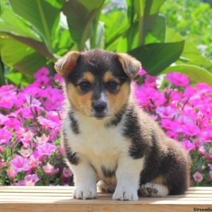 Clipper, Pembroke Welsh Corgi Puppy