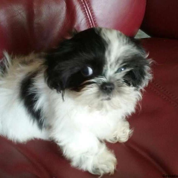 Cloe, Shih Tzu Puppy