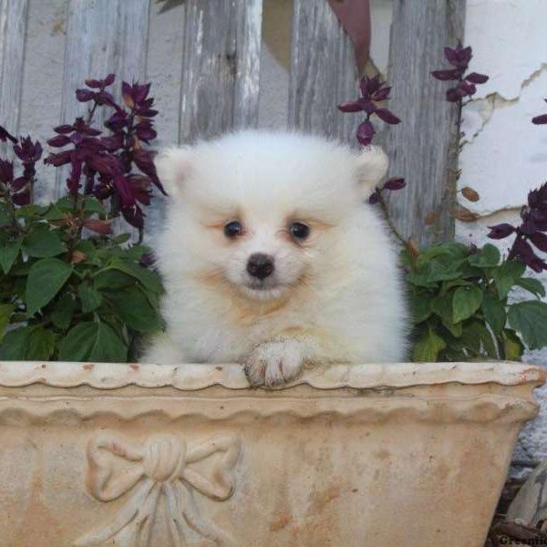 Clyde, Pomeranian Puppy