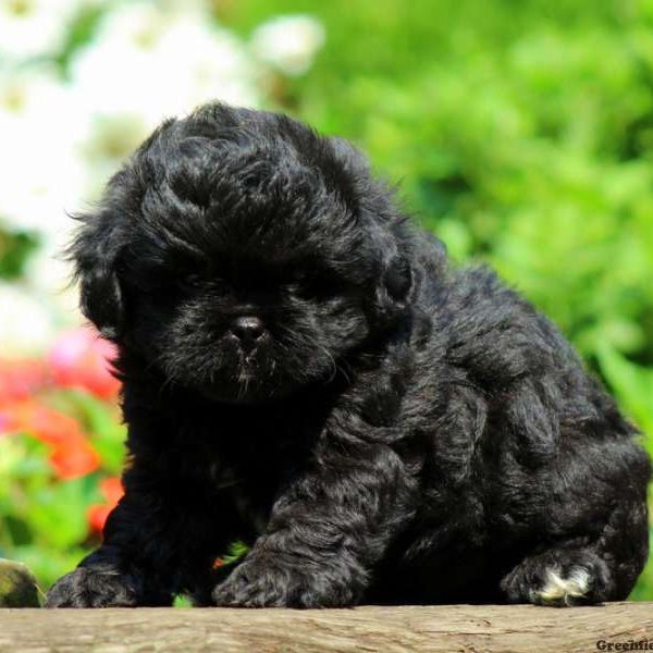 Coal, Peek-A-Poo Puppy