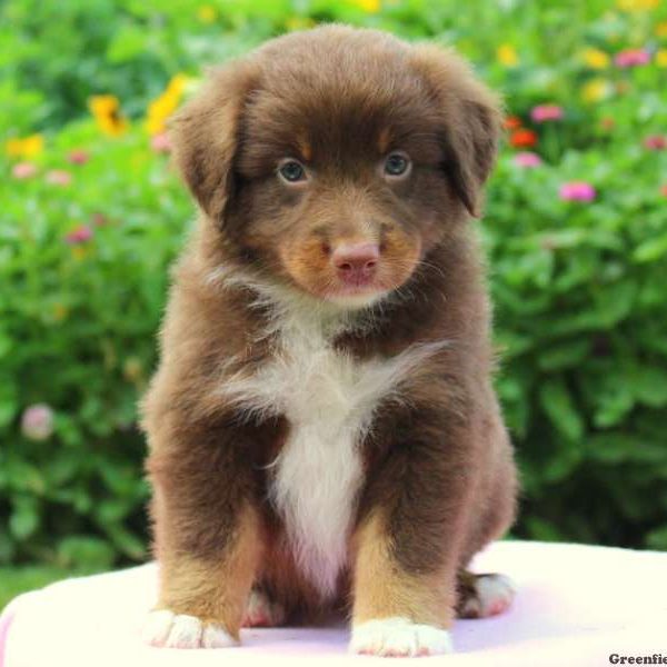 Coco, Australian Shepherd Puppy