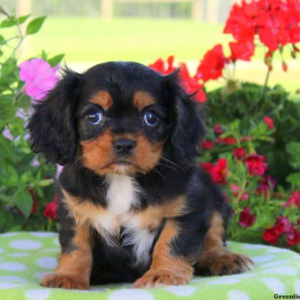 Coco, Cavalier King Charles Spaniel Puppy