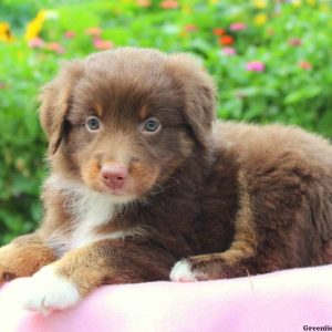 Coco, Australian Shepherd Puppy