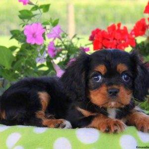 Coco, Cavalier King Charles Spaniel Puppy