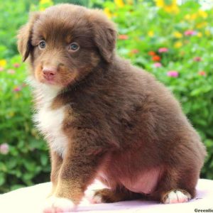 Coco, Australian Shepherd Puppy