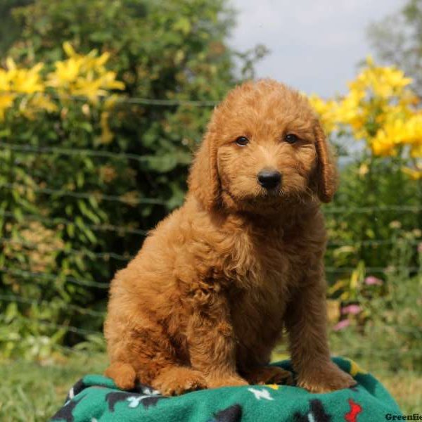 Cocoa, Labradoodle-Miniature Puppy