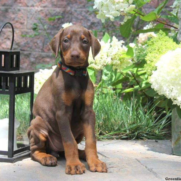 Cocoa, Doberman Pinscher Puppy