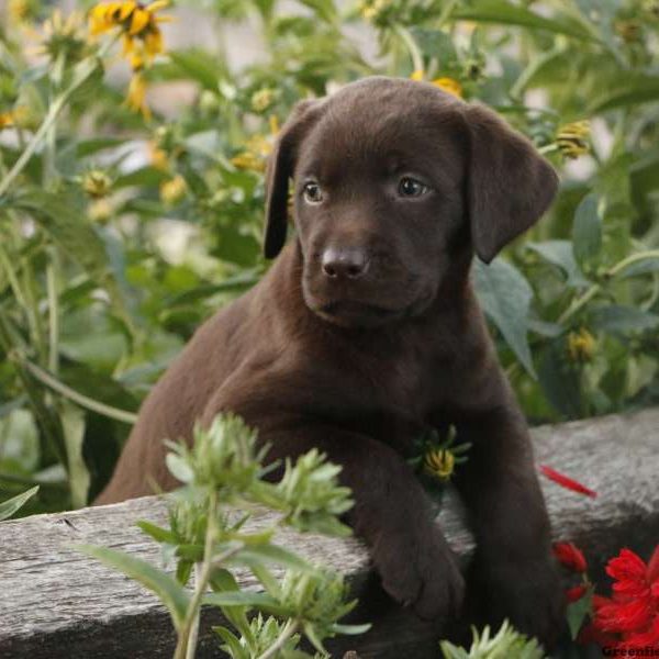 Cocoa, Labrador Retriever-Chocolate Puppy