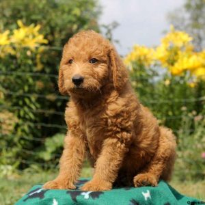 Cocoa, Labradoodle-Miniature Puppy