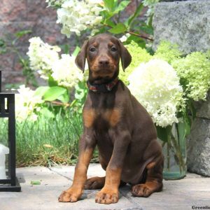 Cocoa, Doberman Pinscher Puppy