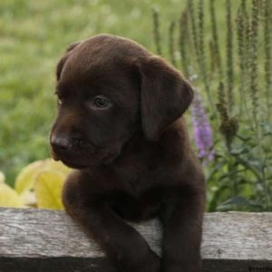 Cocoa, Labrador Retriever-Chocolate Puppy