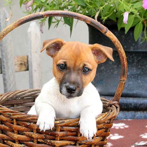 Coconut, Jack Russell Terrier Puppy