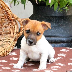 Coconut, Jack Russell Terrier Puppy