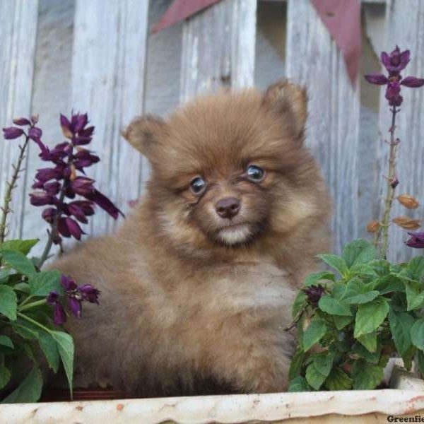 Cody, Pomeranian Puppy