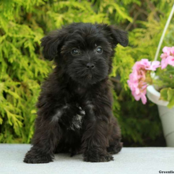 Cody, Yorkie-Poo Puppy