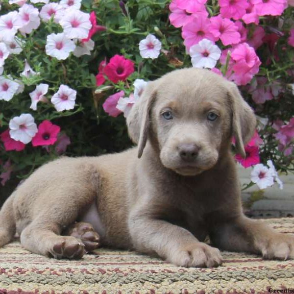 Cody, Labrador Retriever-Silver Puppy