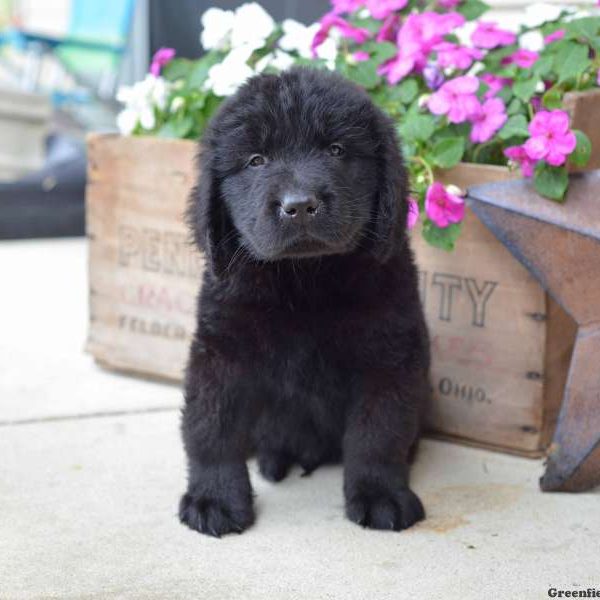 Cody, Newfoundland Puppy