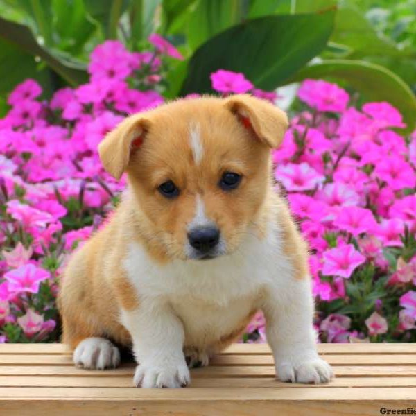 Cody, Pembroke Welsh Corgi Puppy