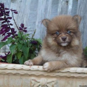 Cody, Pomeranian Puppy