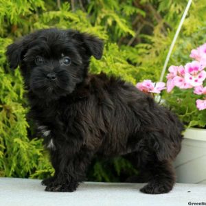 Cody, Yorkie-Poo Puppy