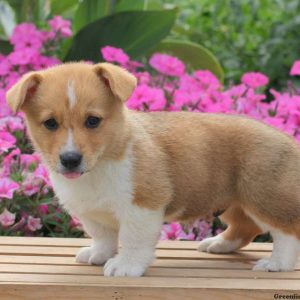 Cody, Pembroke Welsh Corgi Puppy