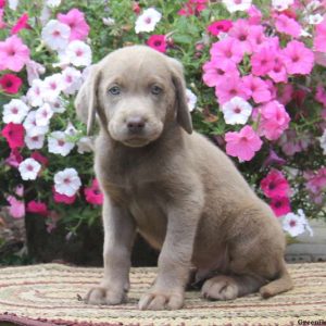 Cody, Labrador Retriever-Silver Puppy