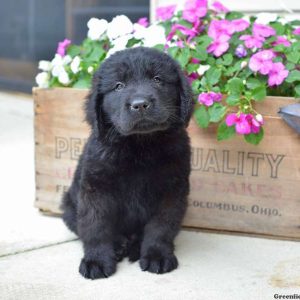 Cody, Newfoundland Puppy