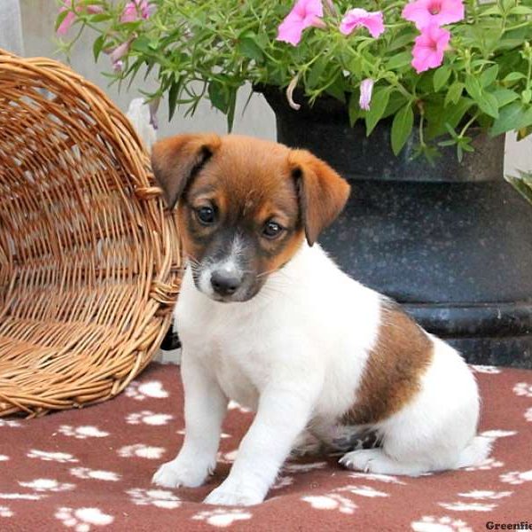 Coffee, Jack Russell Terrier Puppy