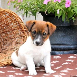 Coffee, Jack Russell Terrier Puppy