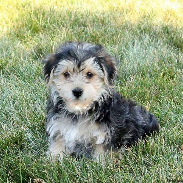 Cohen, Morkie / Yorktese Puppy