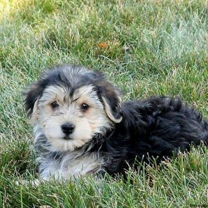 Cohen, Morkie / Yorktese Puppy