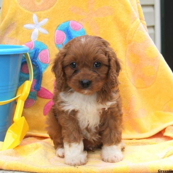 Coke, Cavapoo Puppy