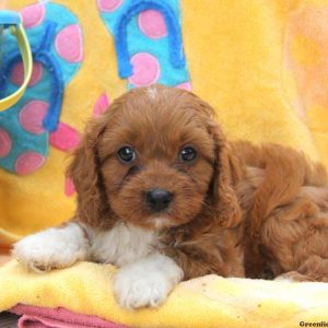 Coke, Cavapoo Puppy