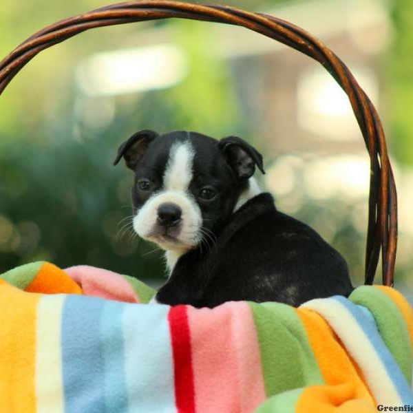 Colby, Boston Terrier Puppy