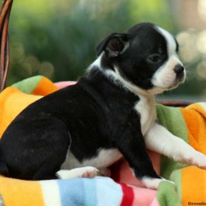 Colby, Boston Terrier Puppy