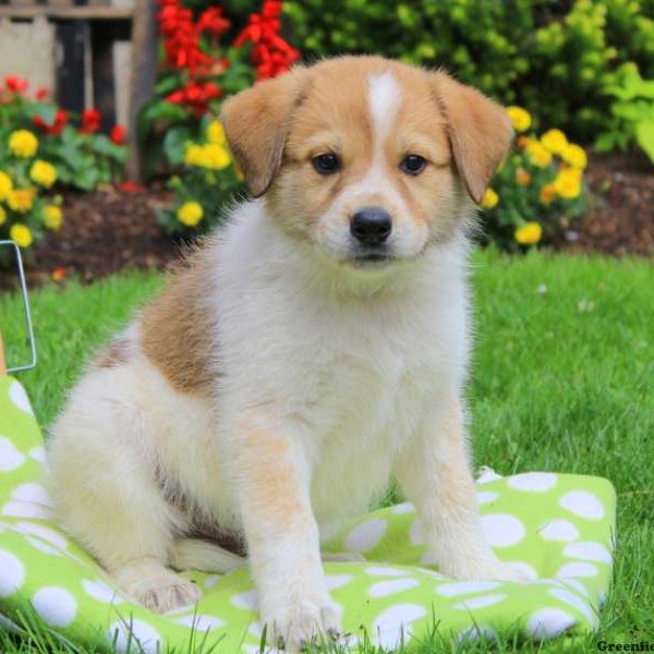 Cole, Great Pyrenees Mix Puppy